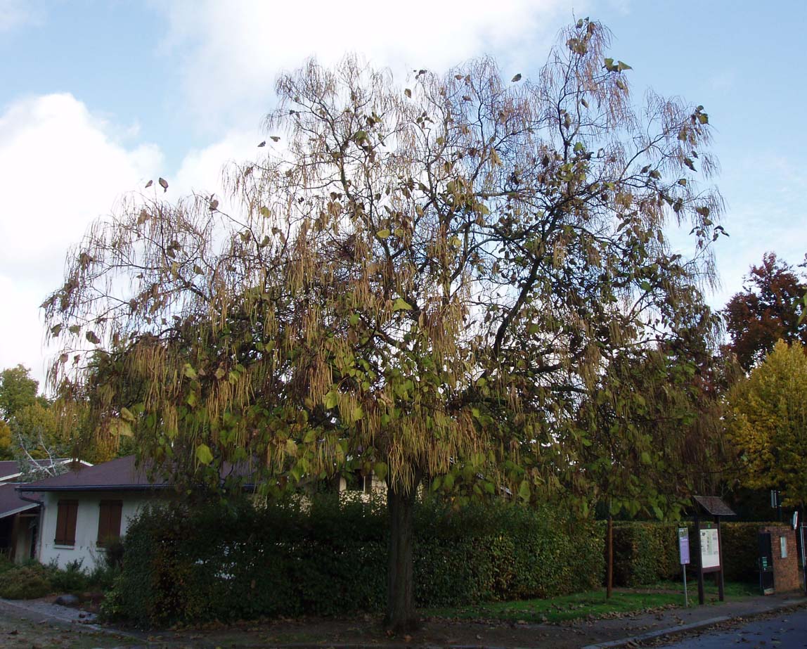 Catalpa Arboretum