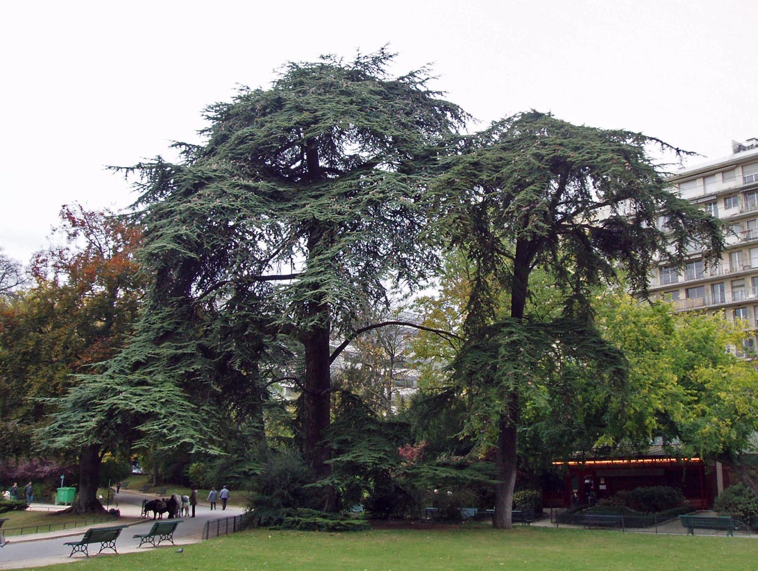 Cèdres Montsouris