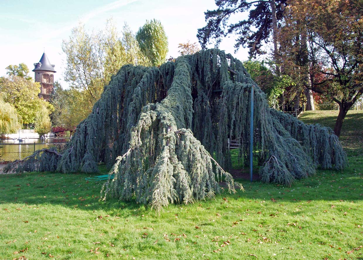 Cèdres Montsouris