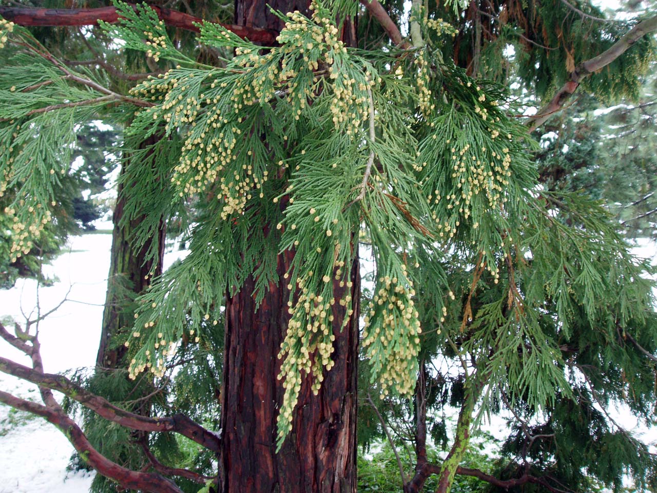 Cèdre à encens (feuilles)