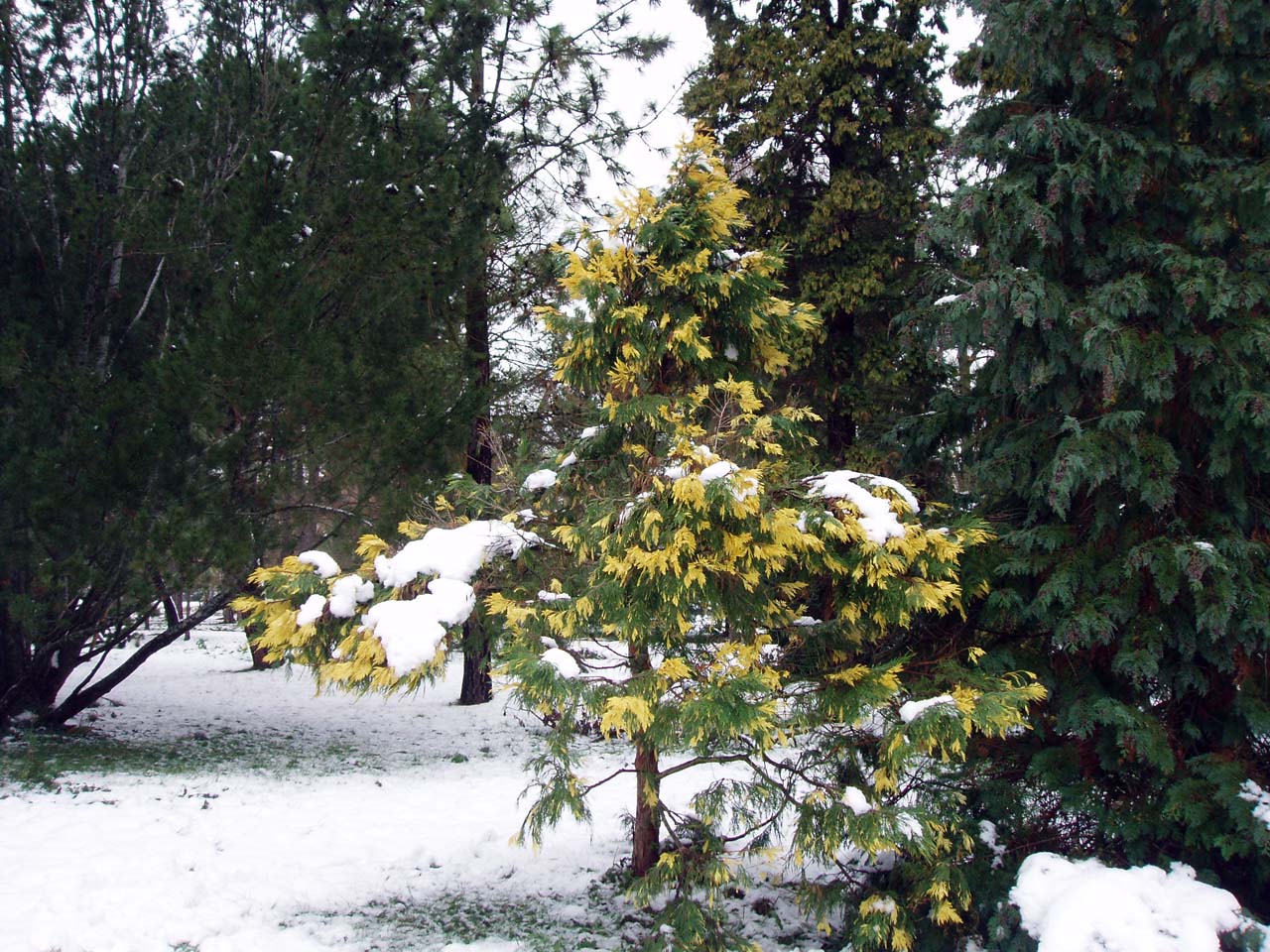 Cèdre à Encens Arboretum