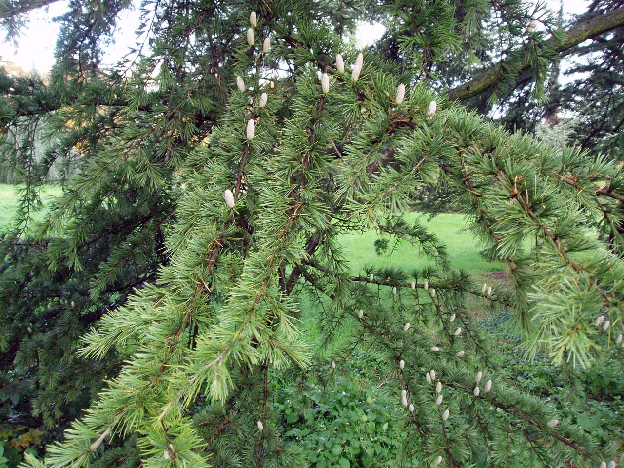 Cèdre de l'Himalaya (feuilles)