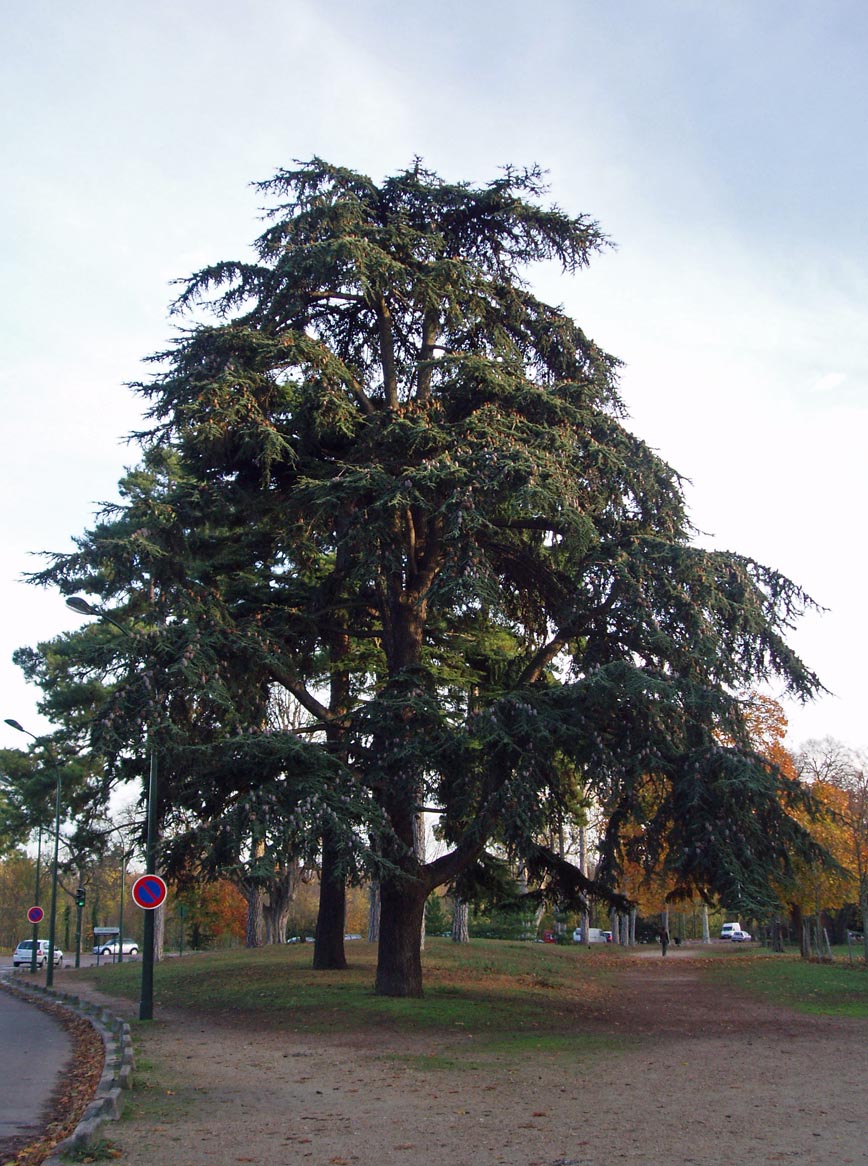 Cèdre du Liban - Boulogne