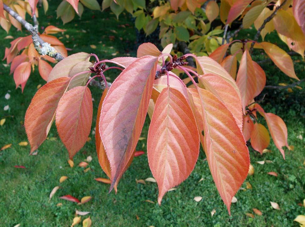 Cerisier Bagatelle (feuilles)