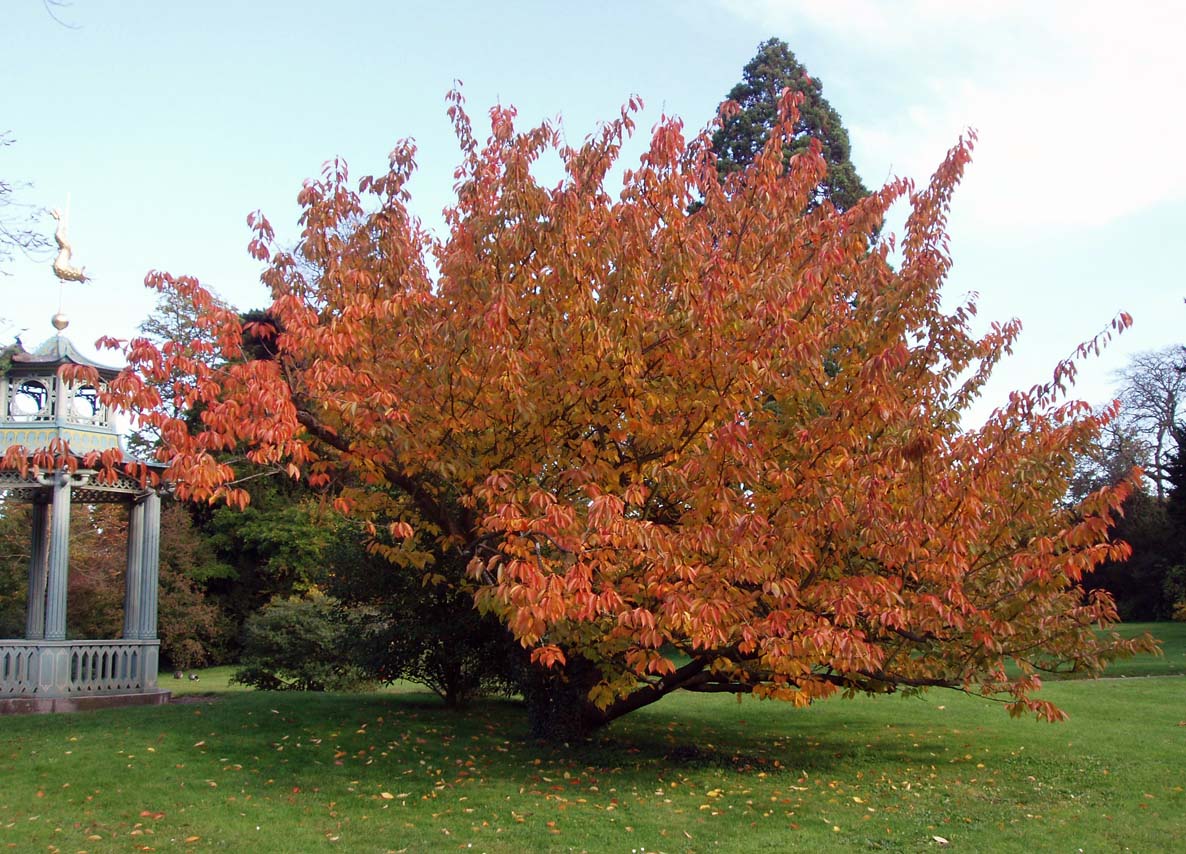 Cerisier Bagatelle