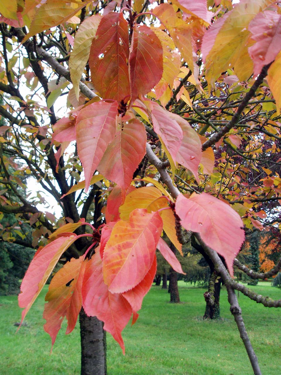 Cerisier à fleurs (feuilles)