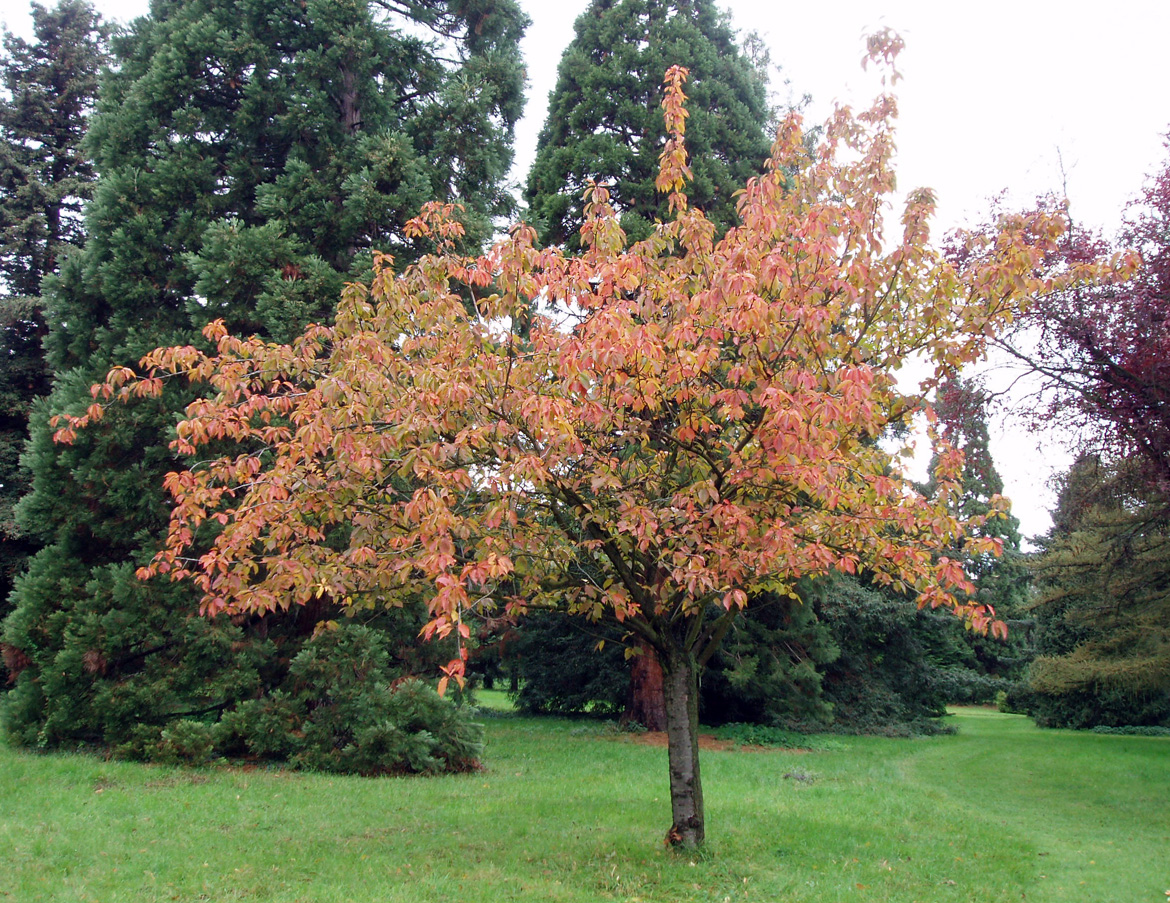 Cerisier à fleurs Arboretum