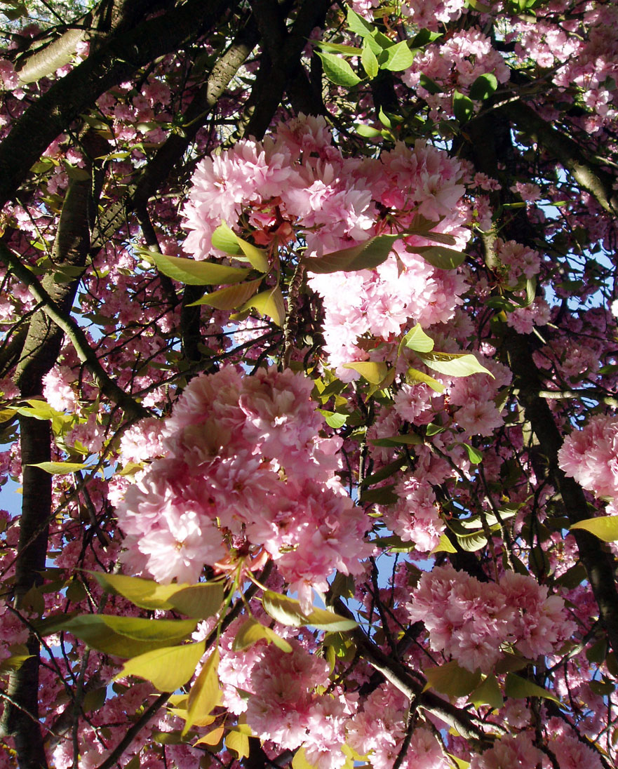 Cerisier à fleurs (feuilles)