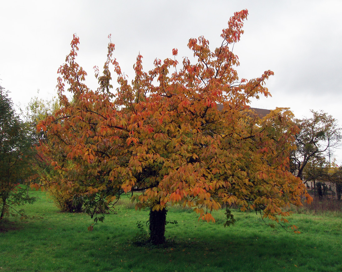 Cerisier du Japon Arboretum