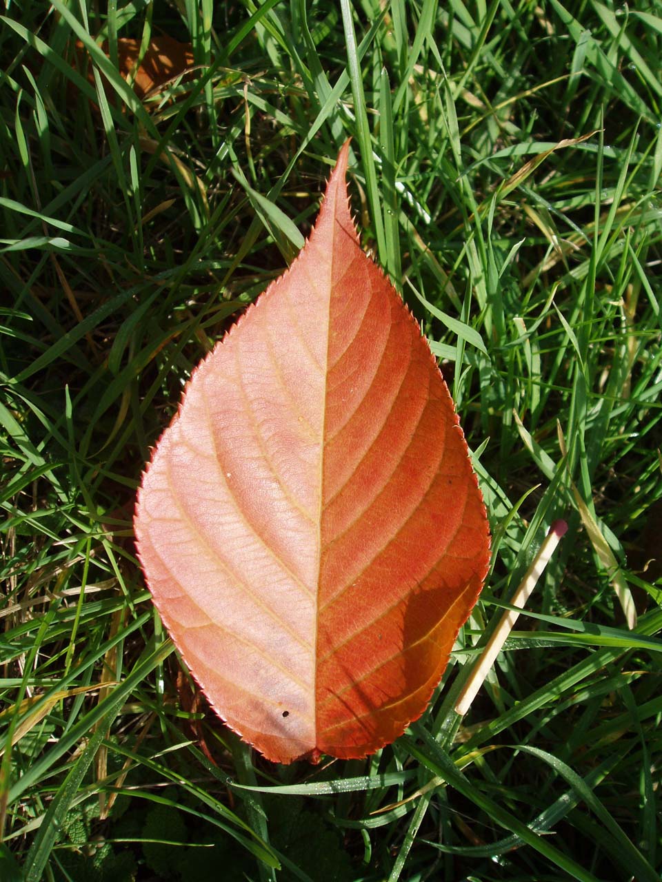 Cerisier du Japon (feuille)