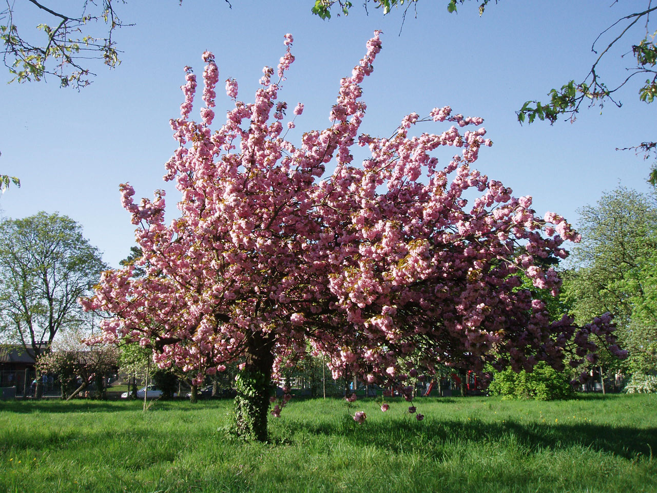 Cerisier du Japon Arboretum