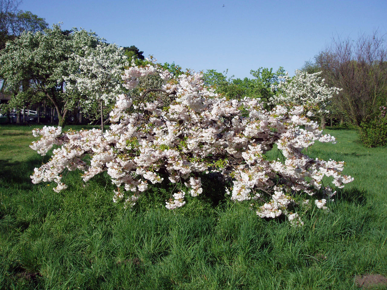 Cerisier du Japon Arboretum