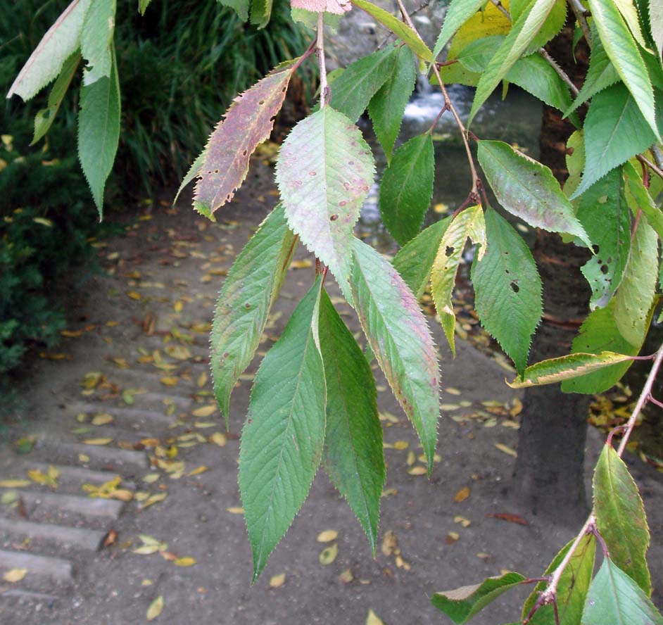 Cerisier pleureur (feuilles)