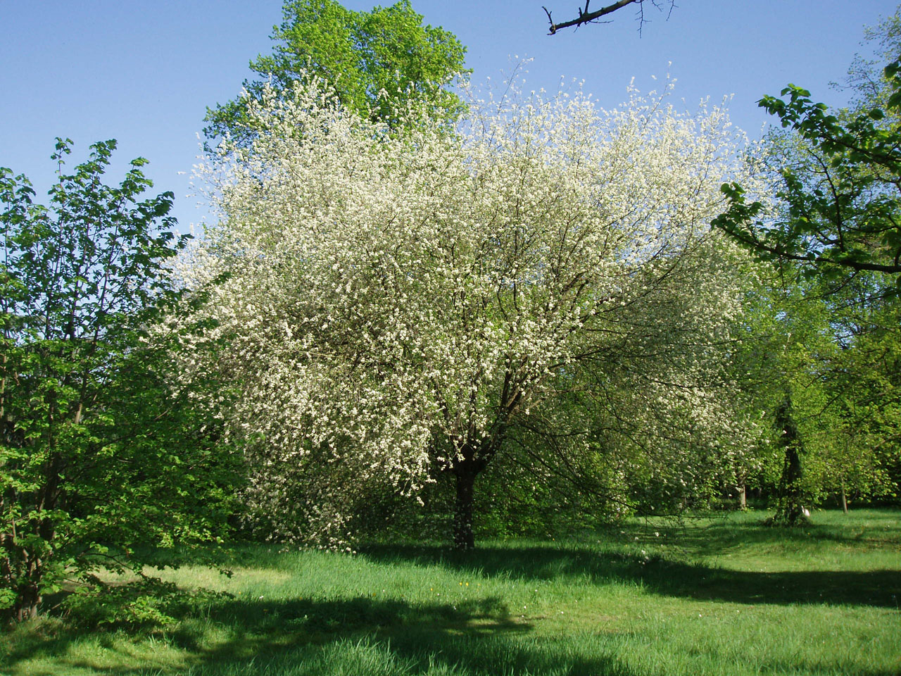 Cerisier prunus Arboretum