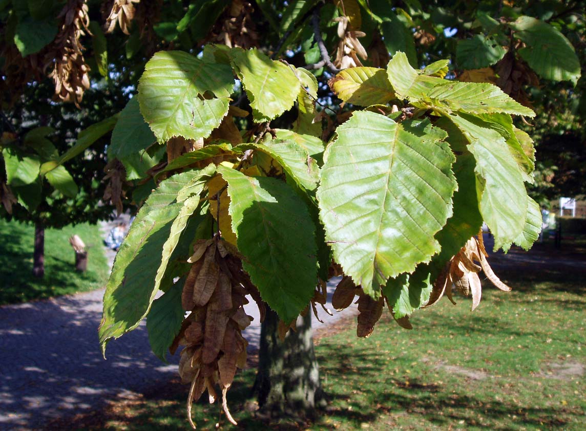 Charme commun (feuilles)