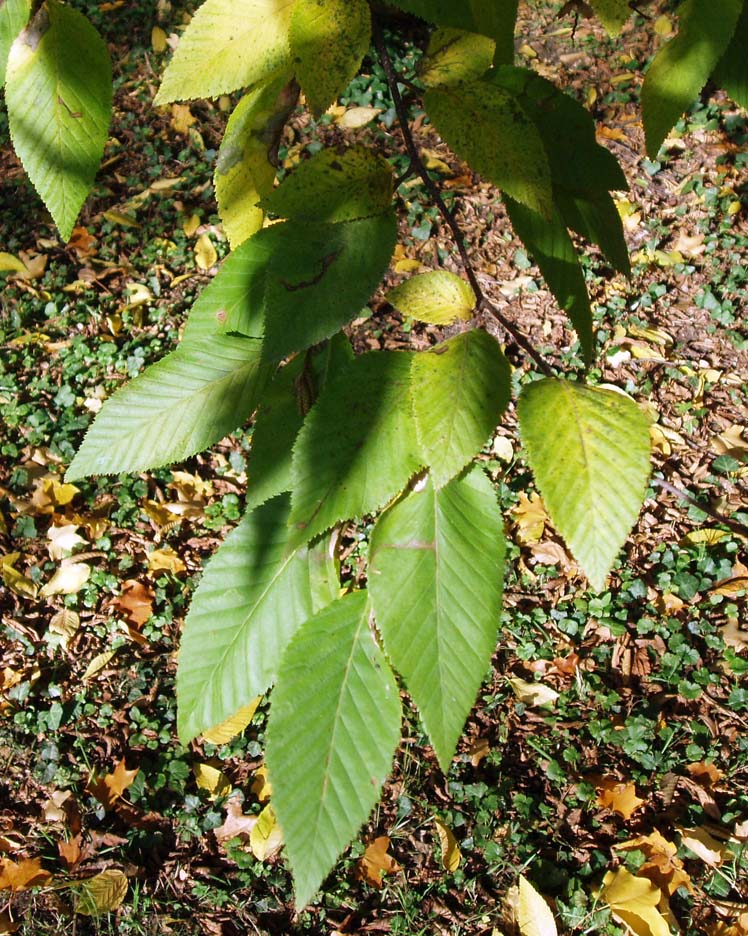 Charme houblon (feuilles)