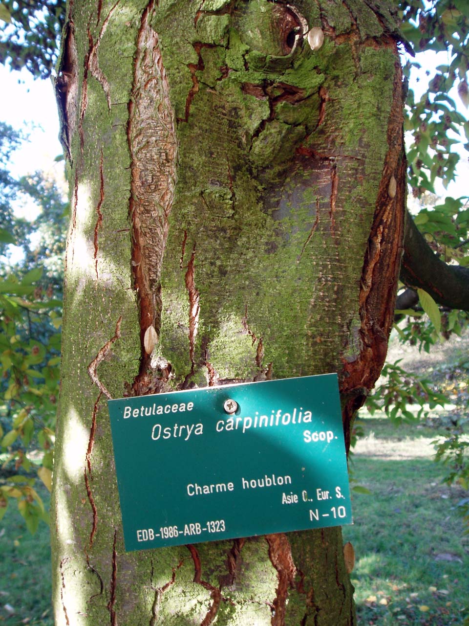 Charme houblon Arboretum (tronc)