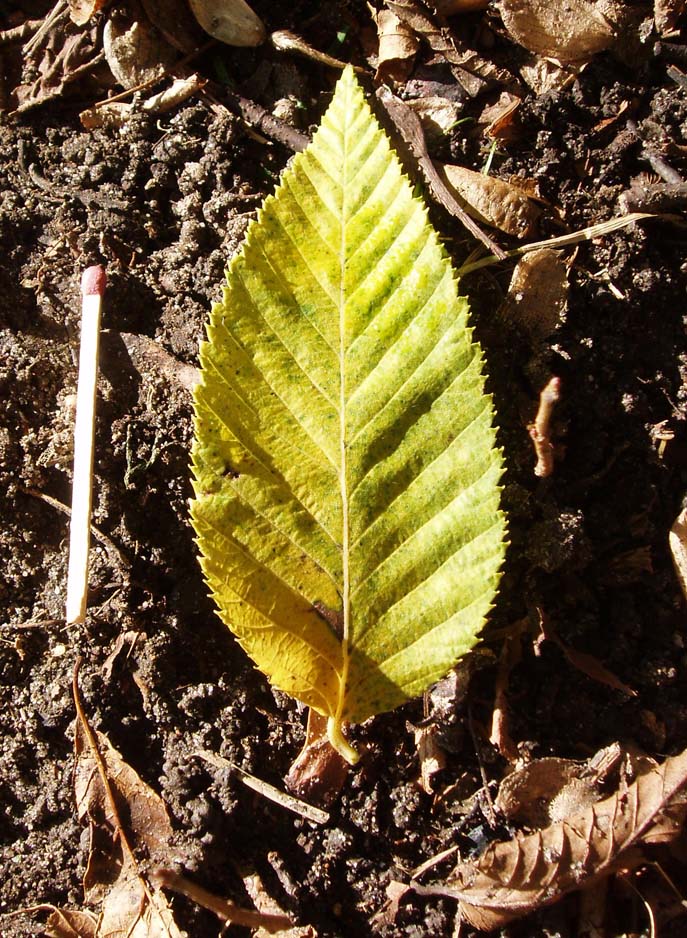 Charme houblon (feuille)