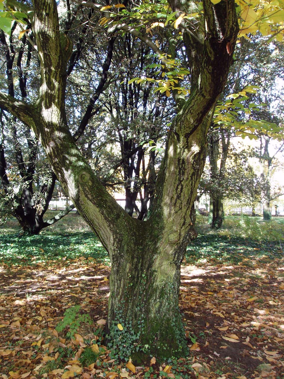 Châtaignier (tronc)