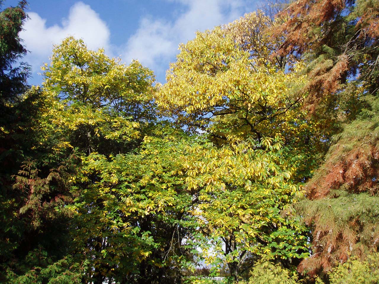 Châtaignier Arboretum