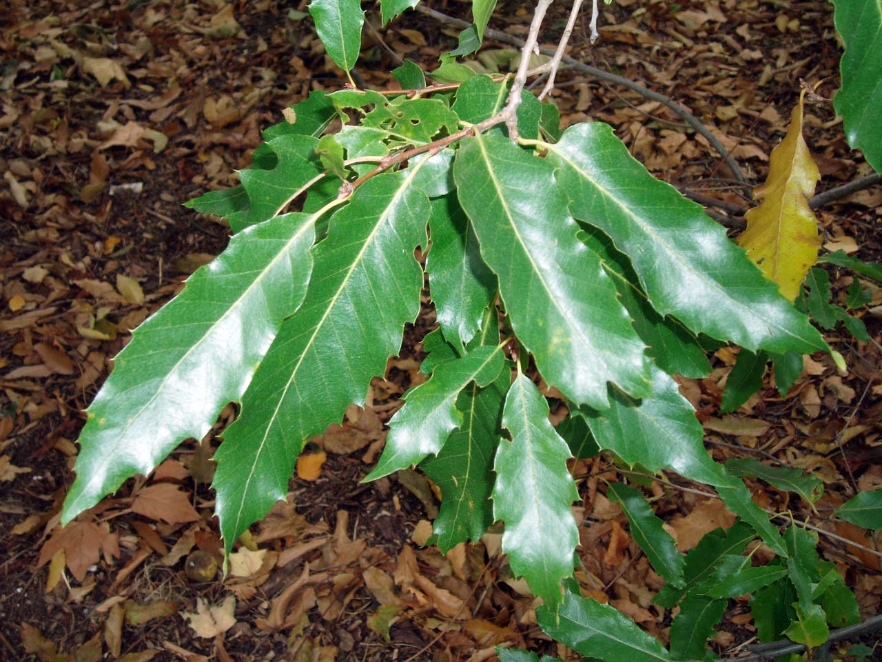 Châtaignier (feuilles)