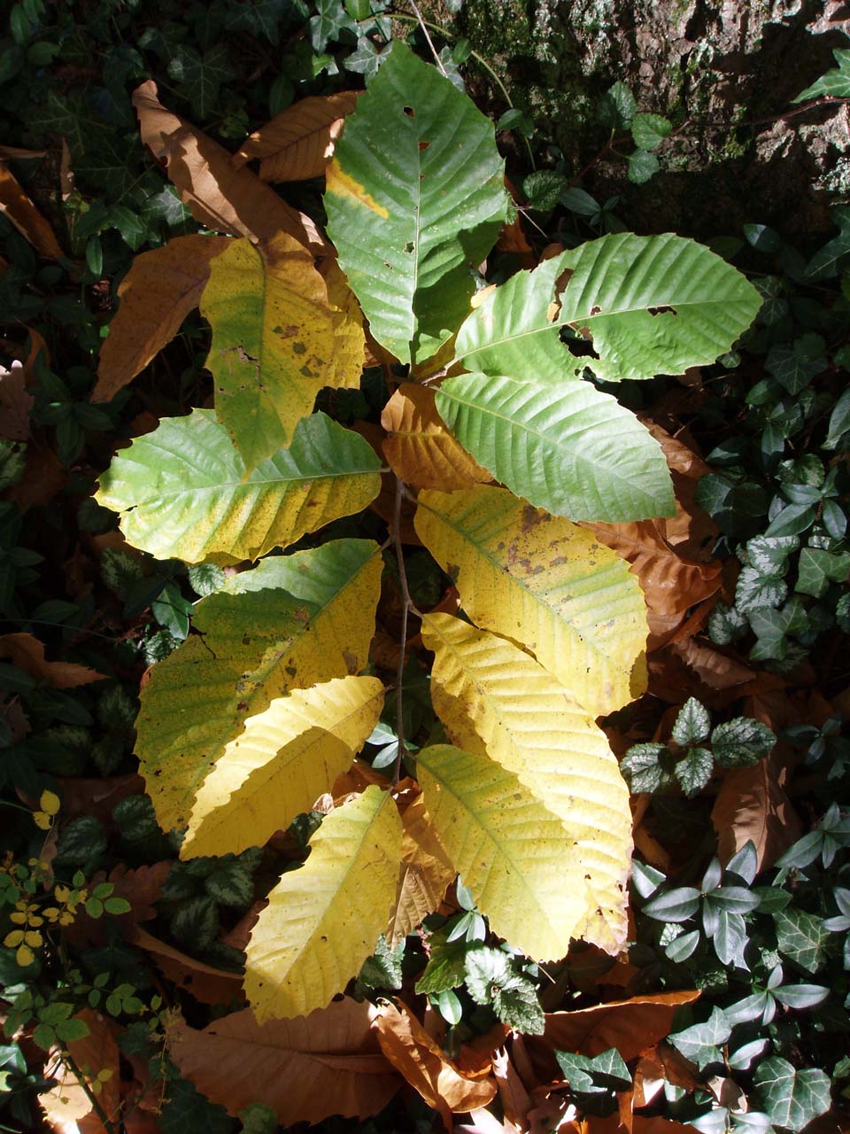 Châtaignier (feuilles)
