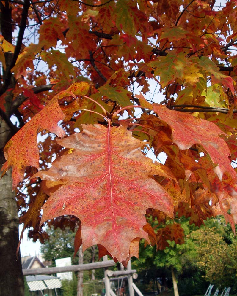 Chêne d'Amérique (feuilles)