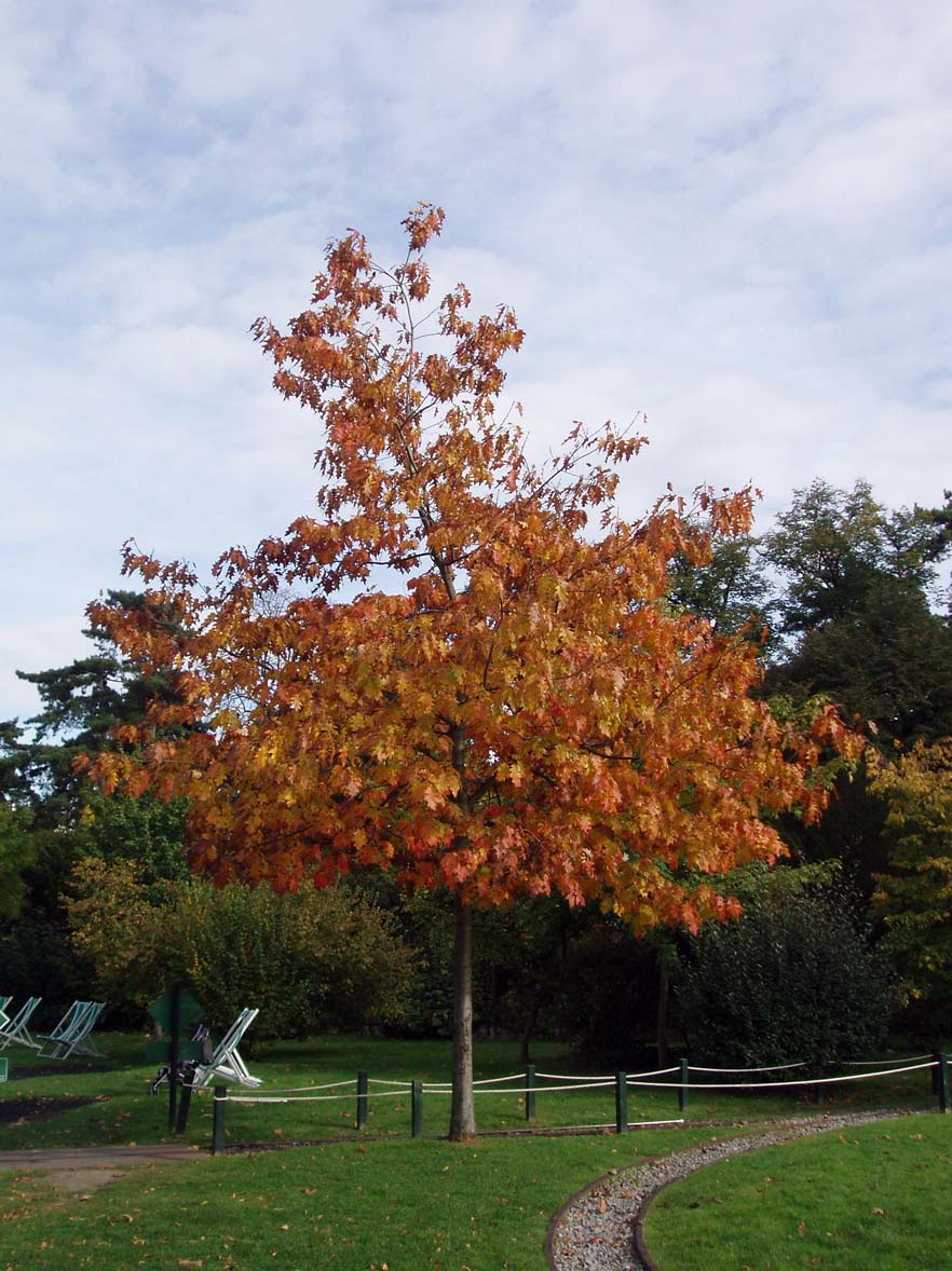 Chêne rouge d'Amérique