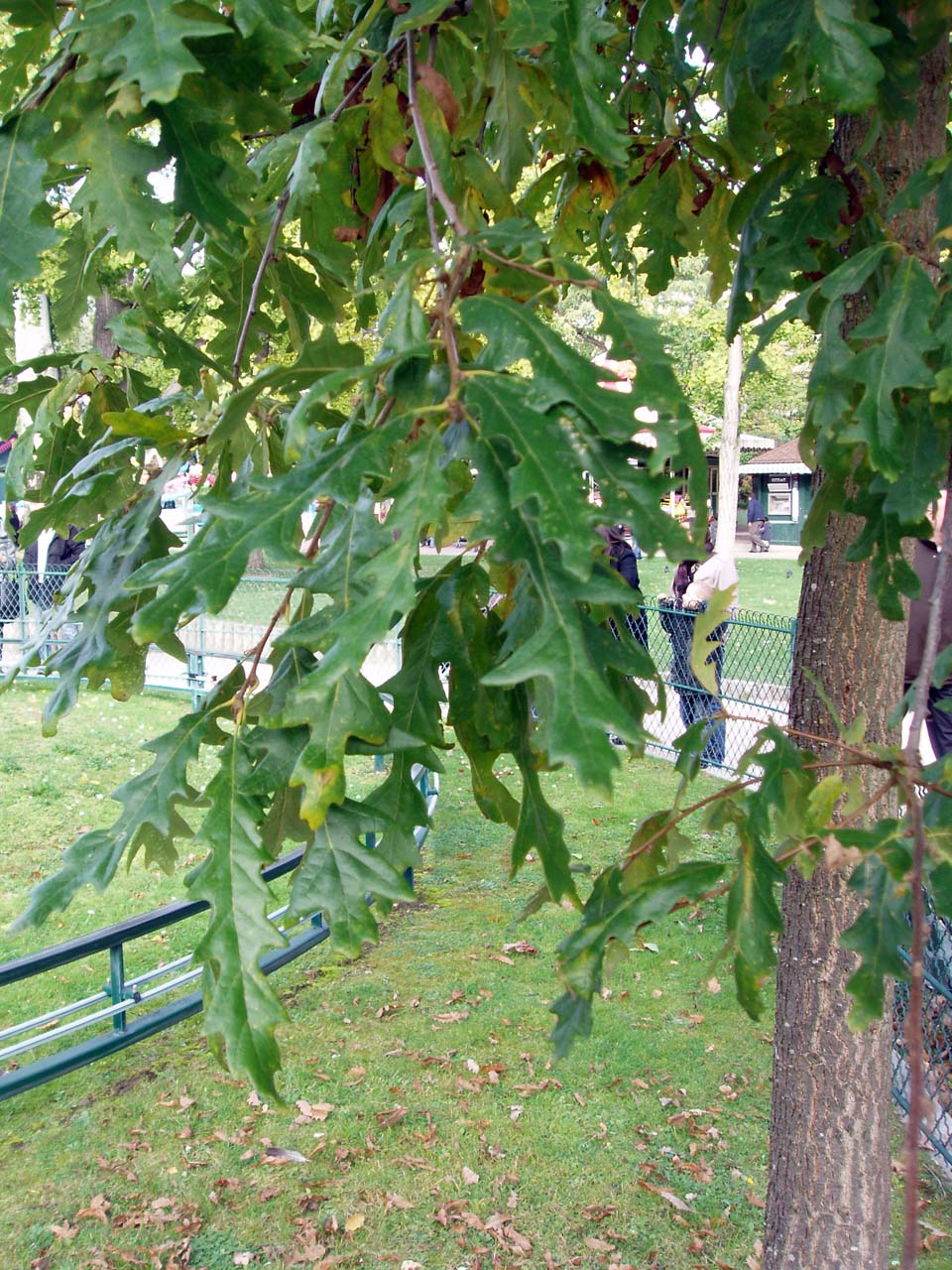 Chêne chevelu (feuilles)