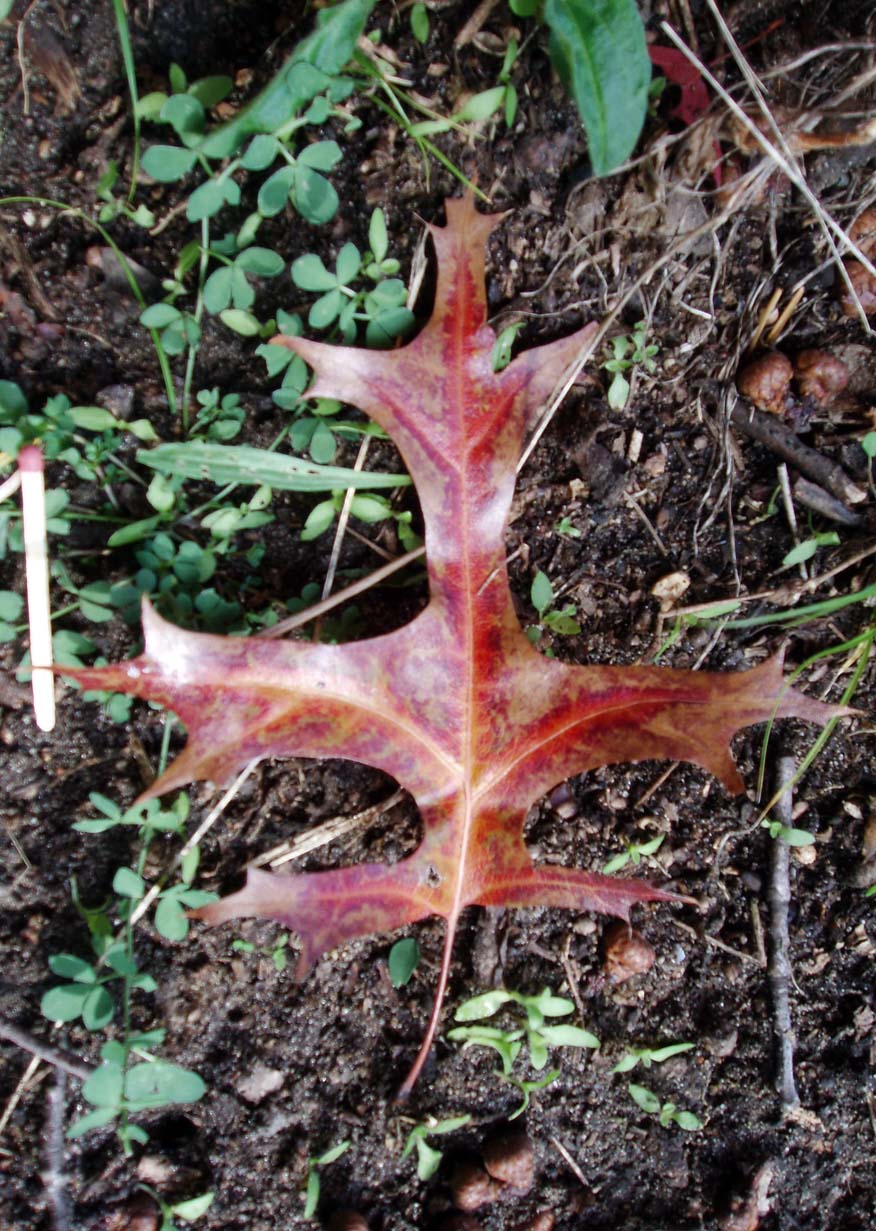 Chêne écarlate (feuille)