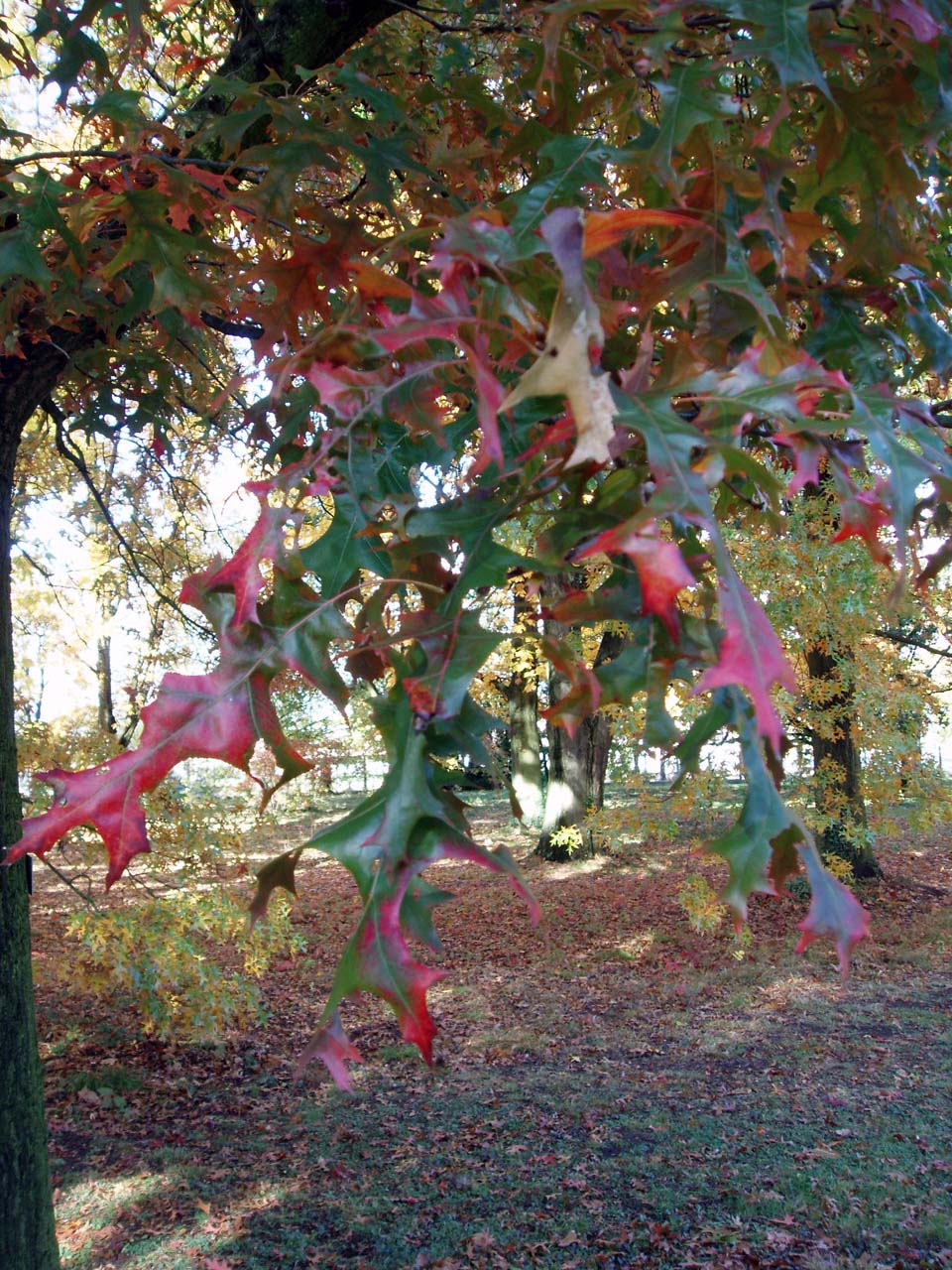 Chêne écarlate (feuilles)