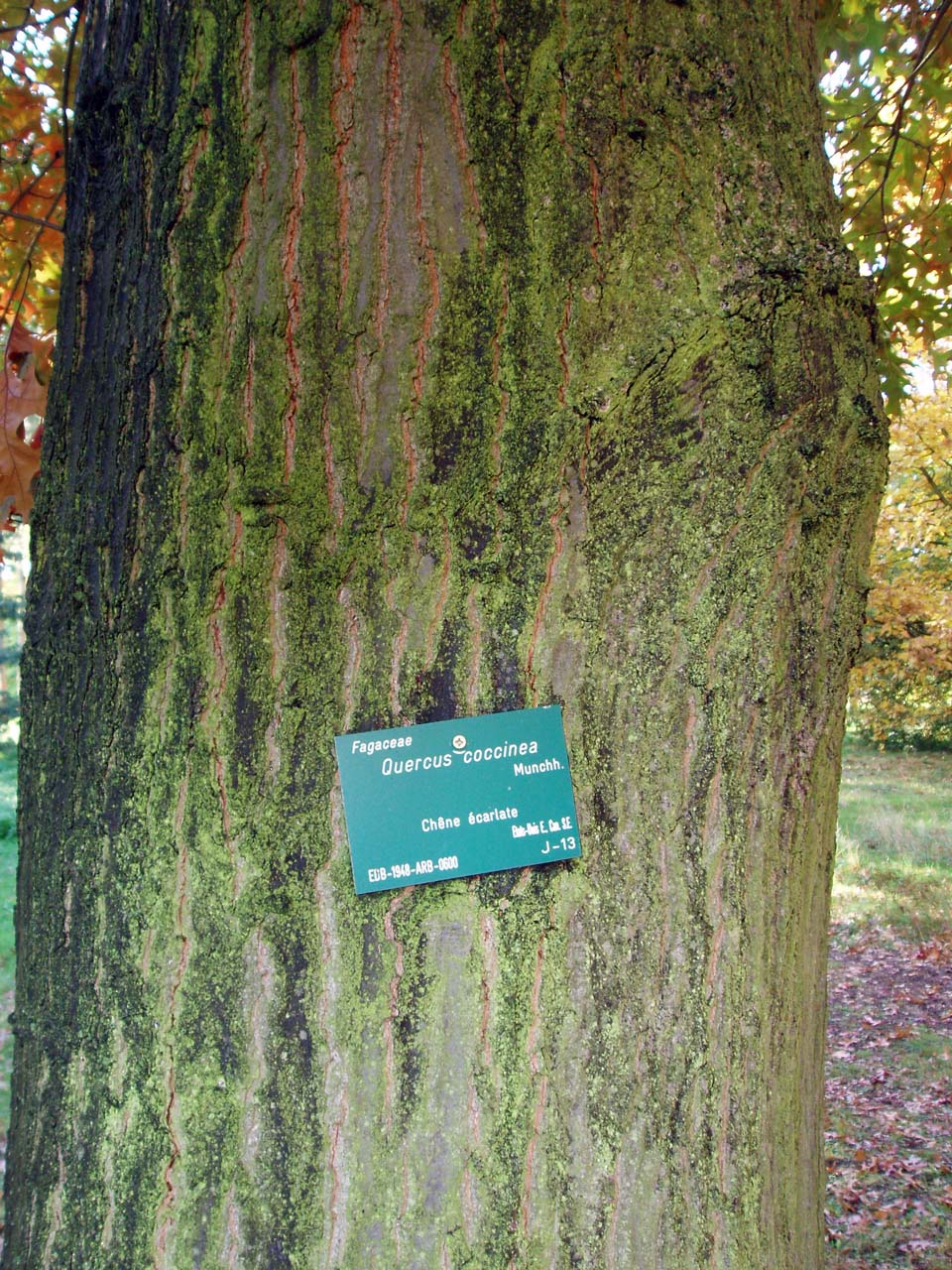 Chêne écarlate (tronc)
