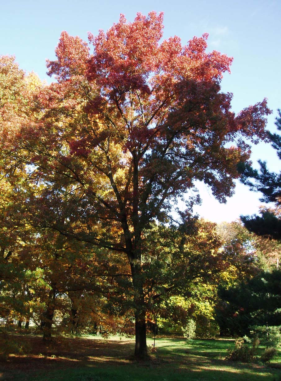 Chêne écarlate Arboretum