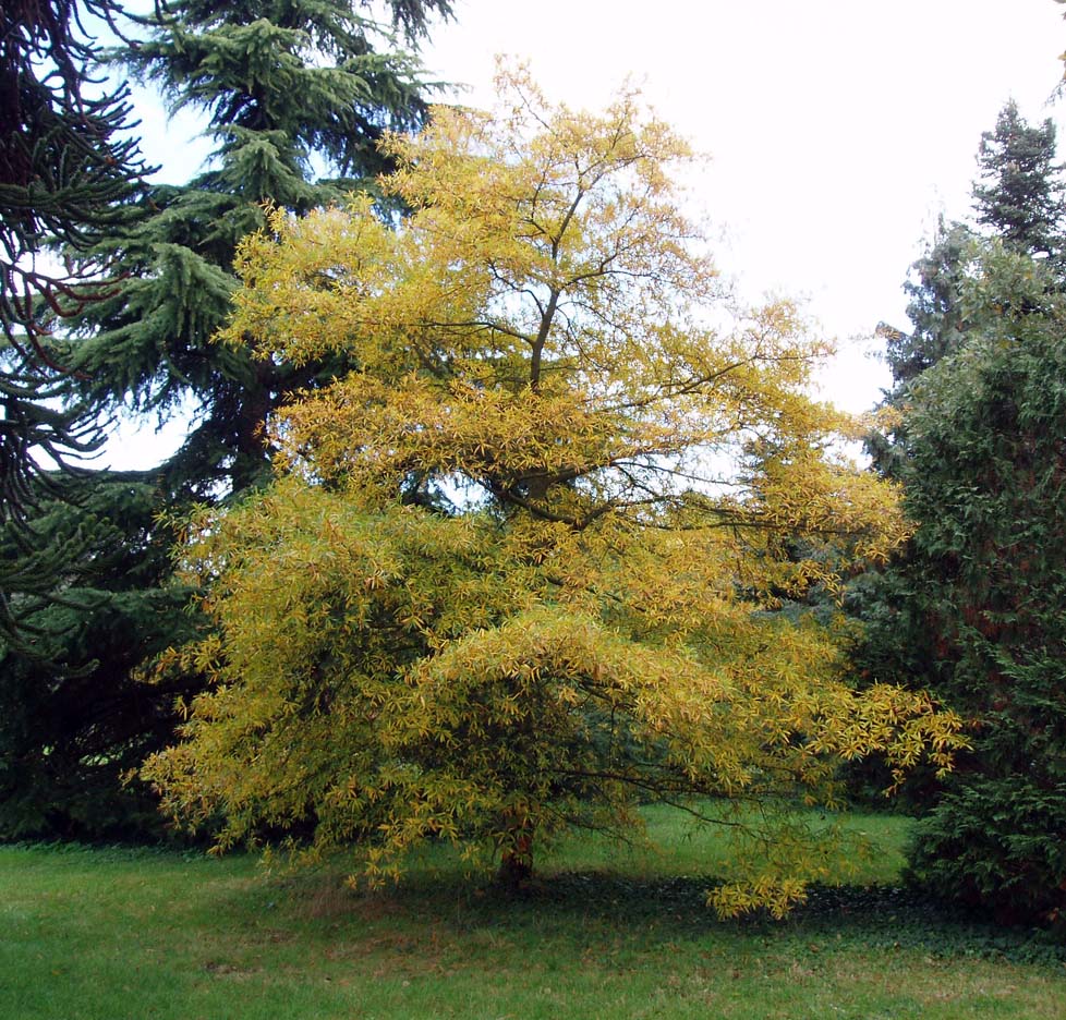 Chêne à feuilles de saule