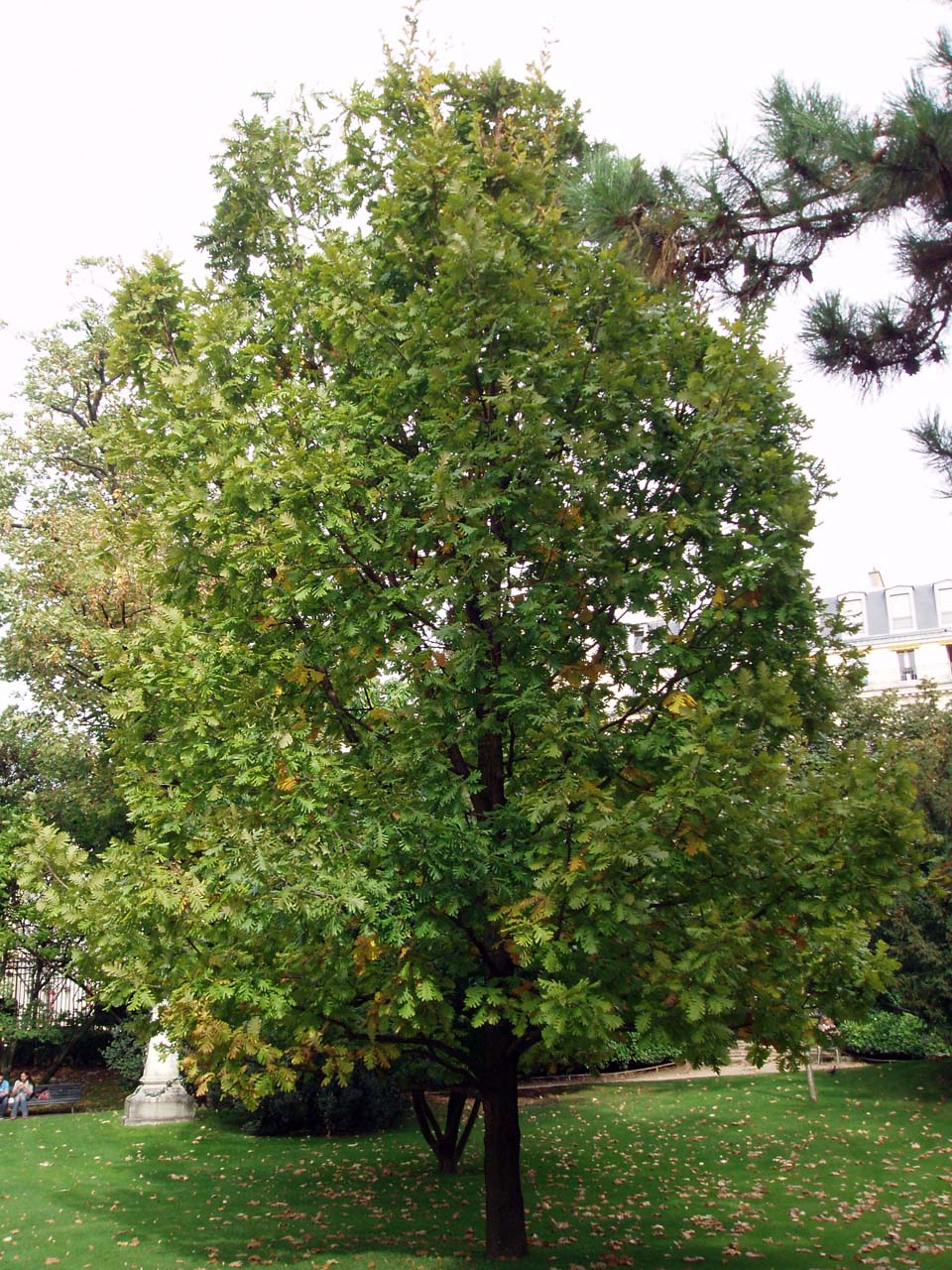 Chêne de Hongrie