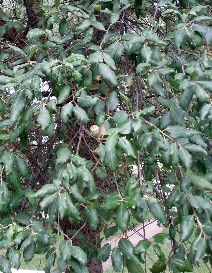 Chêne-liège (feuilles)