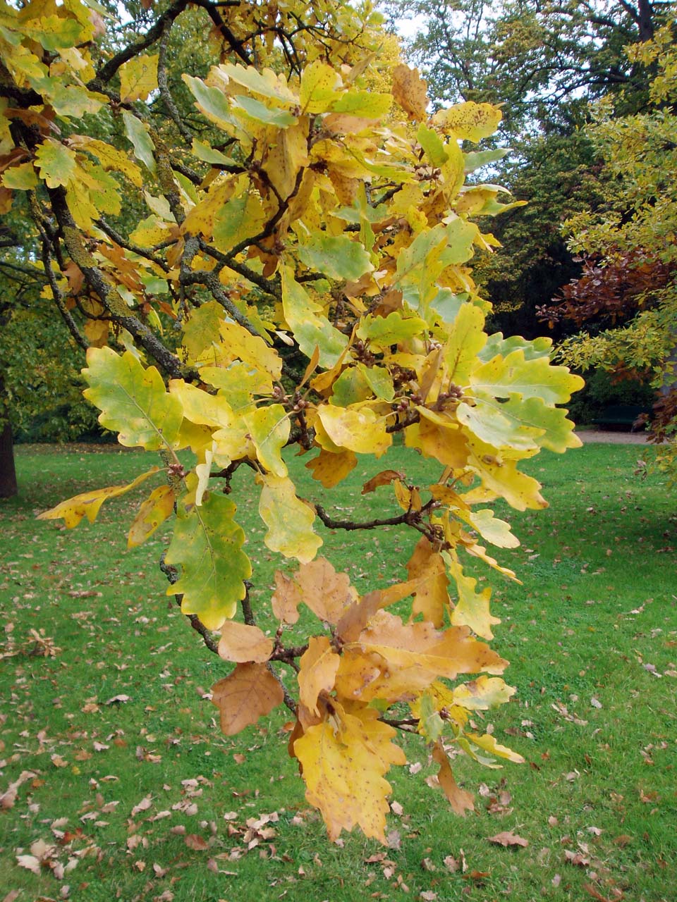 Chêne Pédonculé (feuilles)