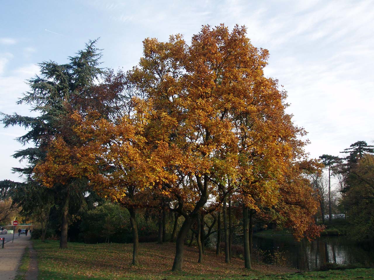 Chêne Pédonculé Boulogne