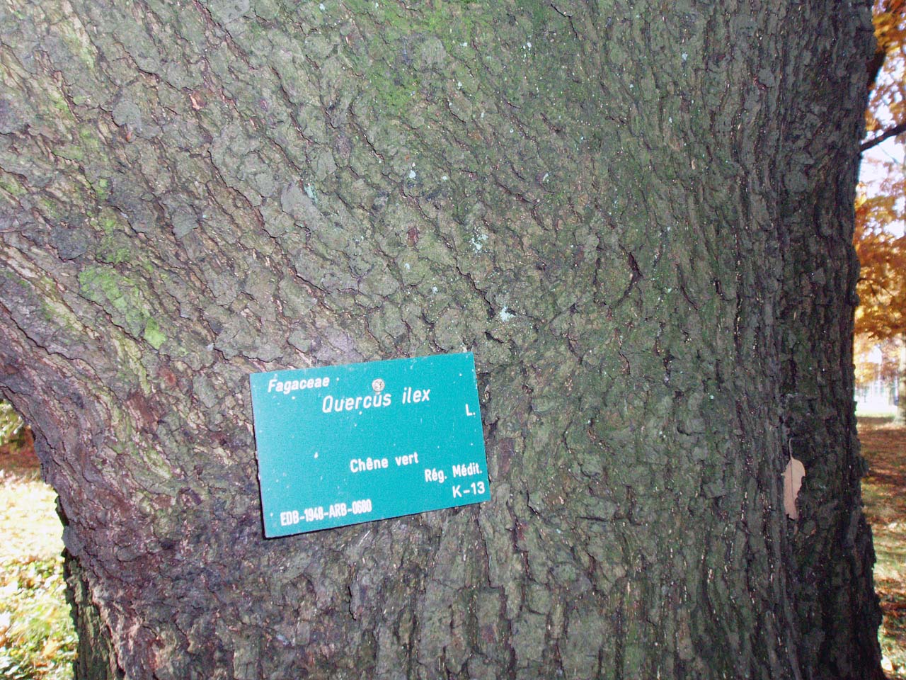 Chêne vert (tronc)