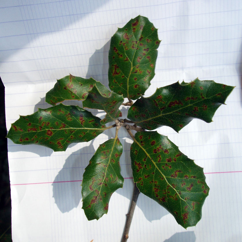 Chêne vert (feuilles)