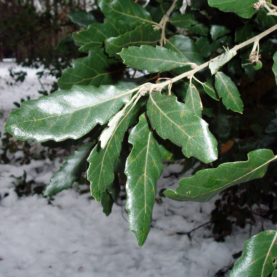 Chêne vert (feuilles)