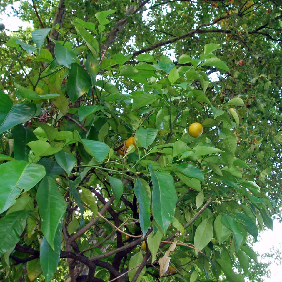 Citronnier (feuilles)