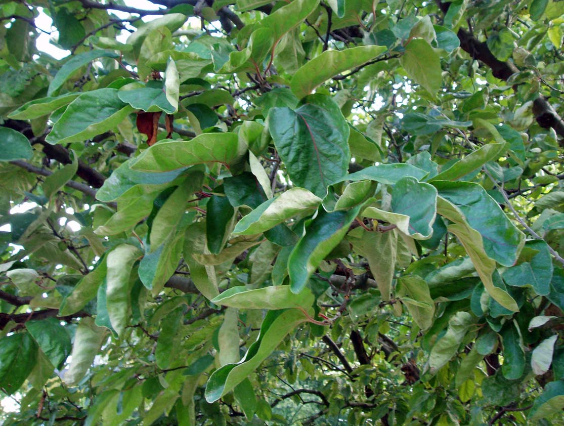 Cognassier (feuilles)