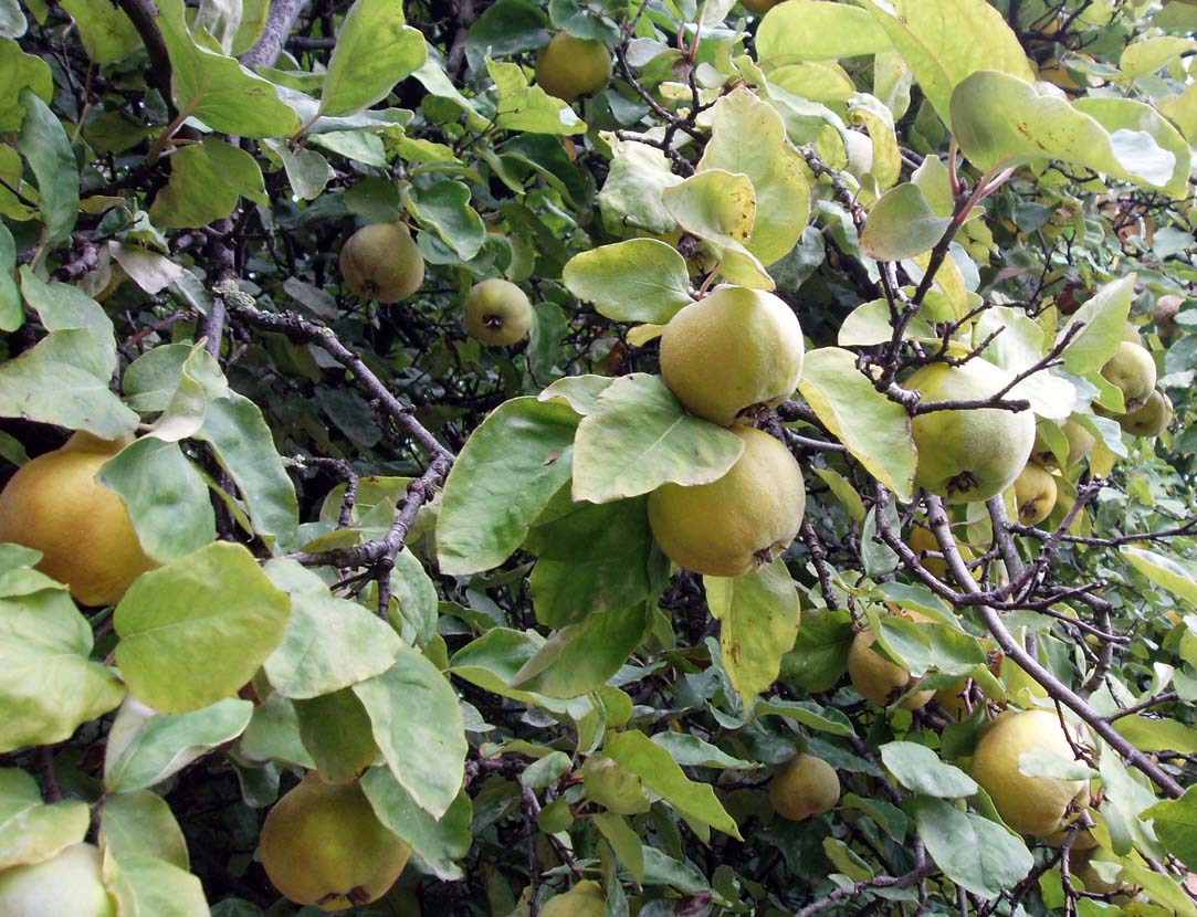 Cognassier (feuilles et fruits)