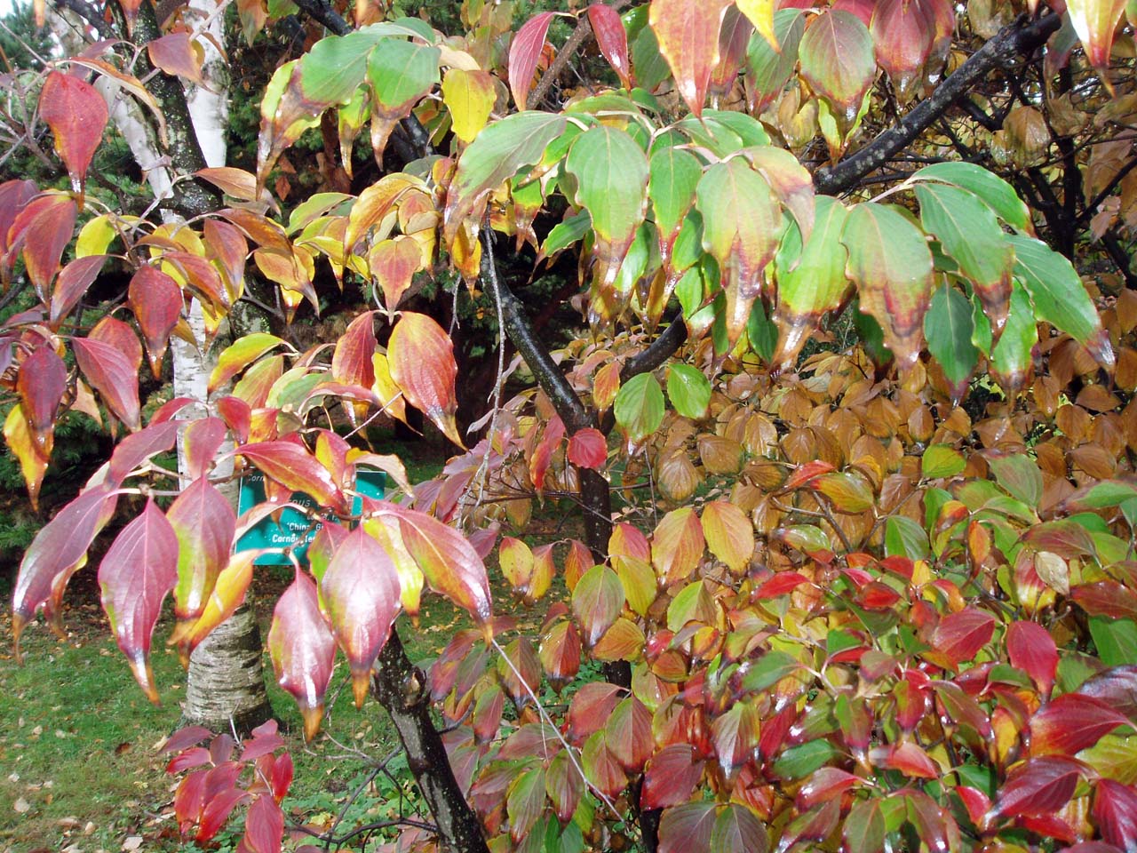 Cornouiller Kousa feuilles