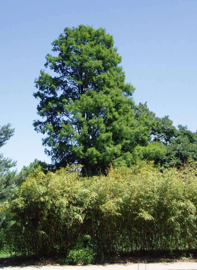 Cyprès chauve - Arboretum