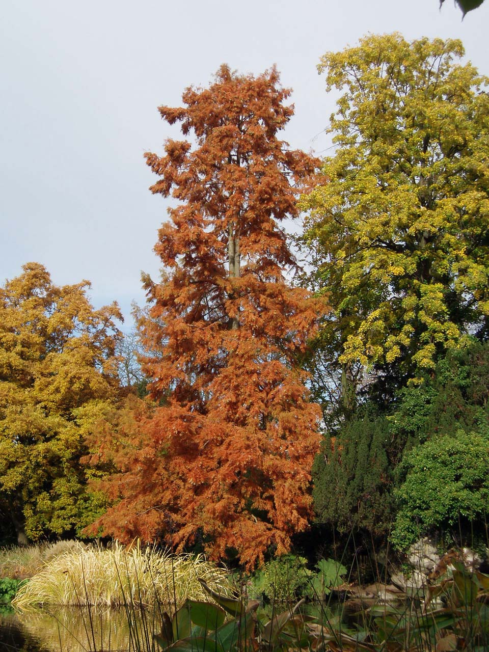 Cyprès chauve - Bagatelle