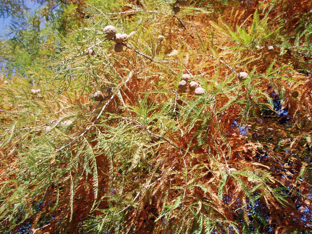 Cyprès chauve (feuillage)