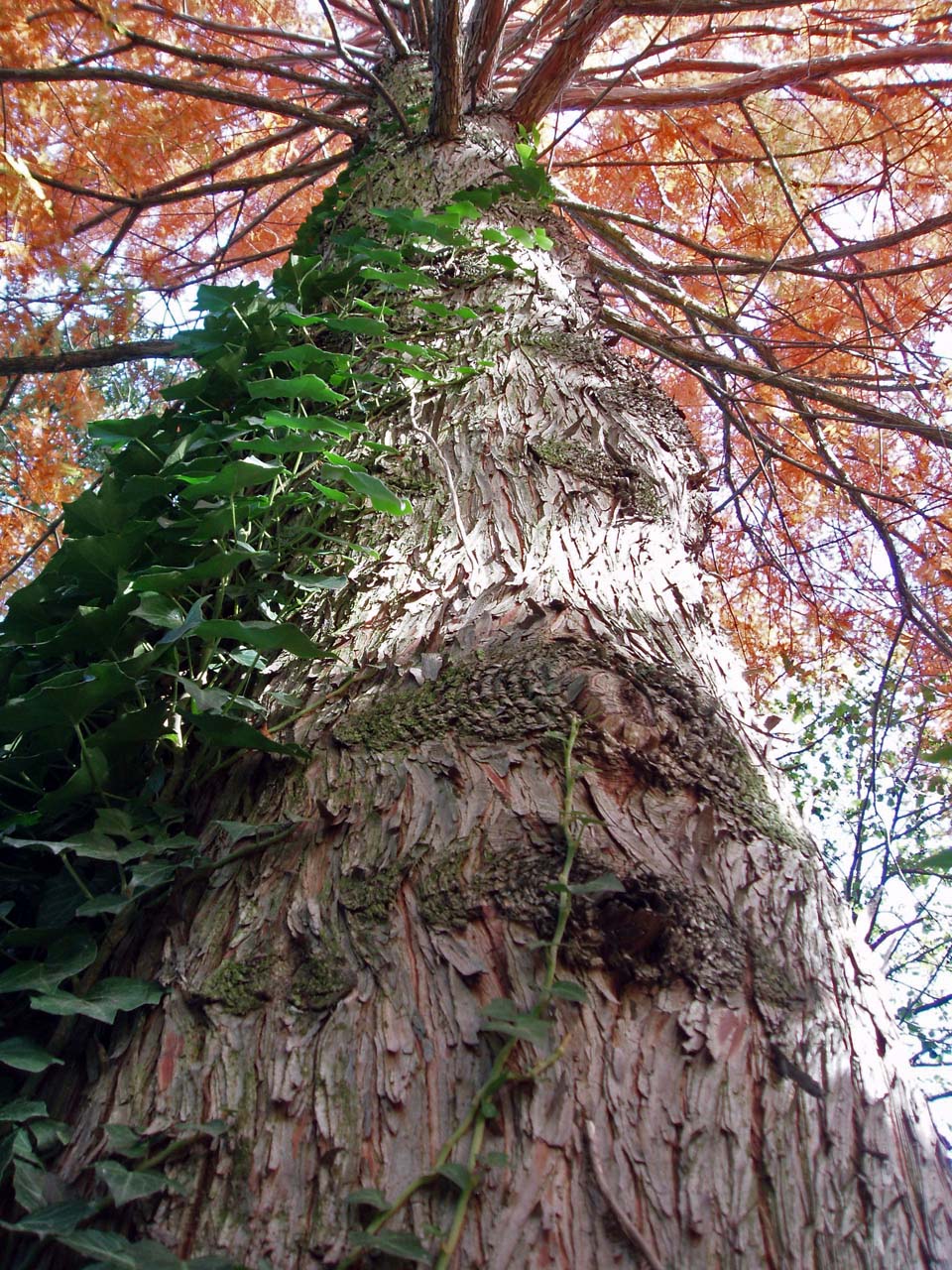 Cyprès chauve (tronc)