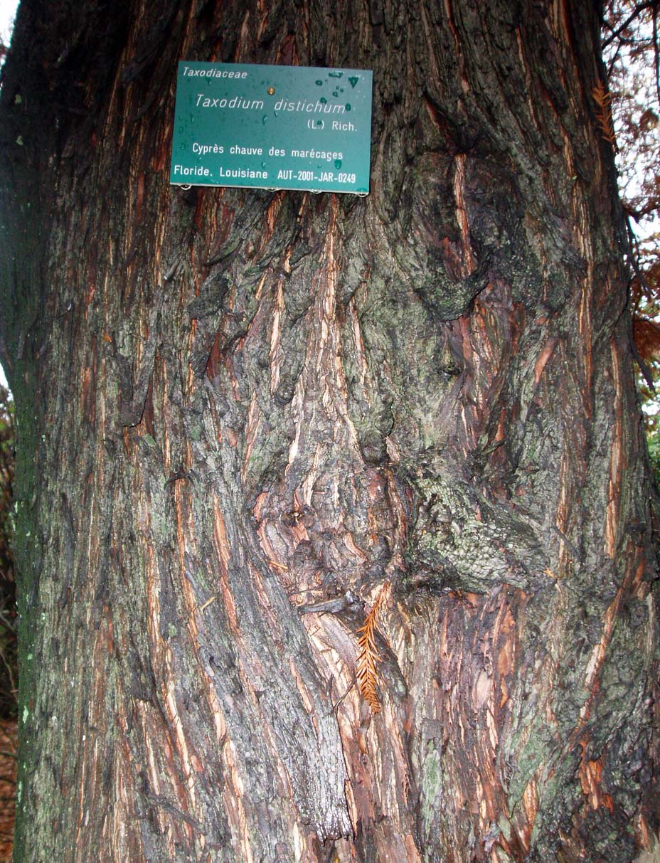 Cyprès chauve (tronc)